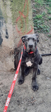 DAVCA smycz dla psa 200 cm