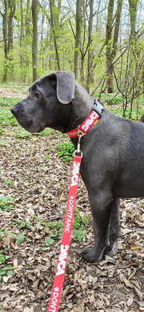 DAVCA obroża dla psa